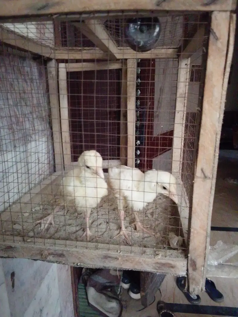 heera chicks — photo 2