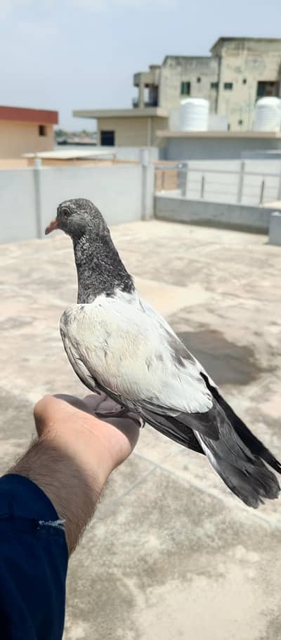Hand tame pigeon