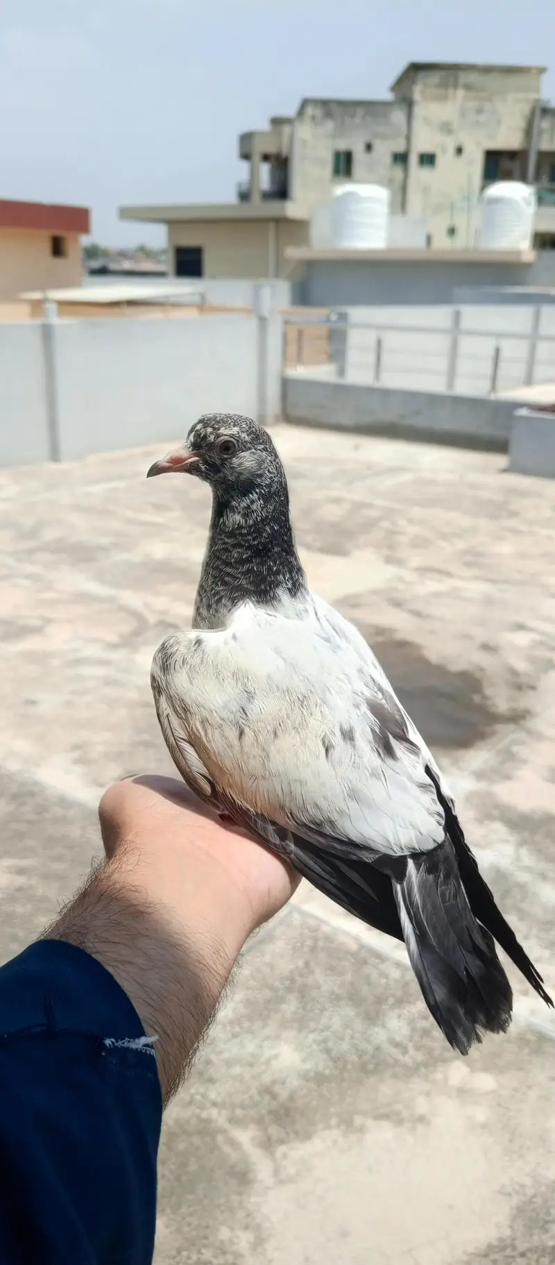 Hand tame pigeon — photo 2