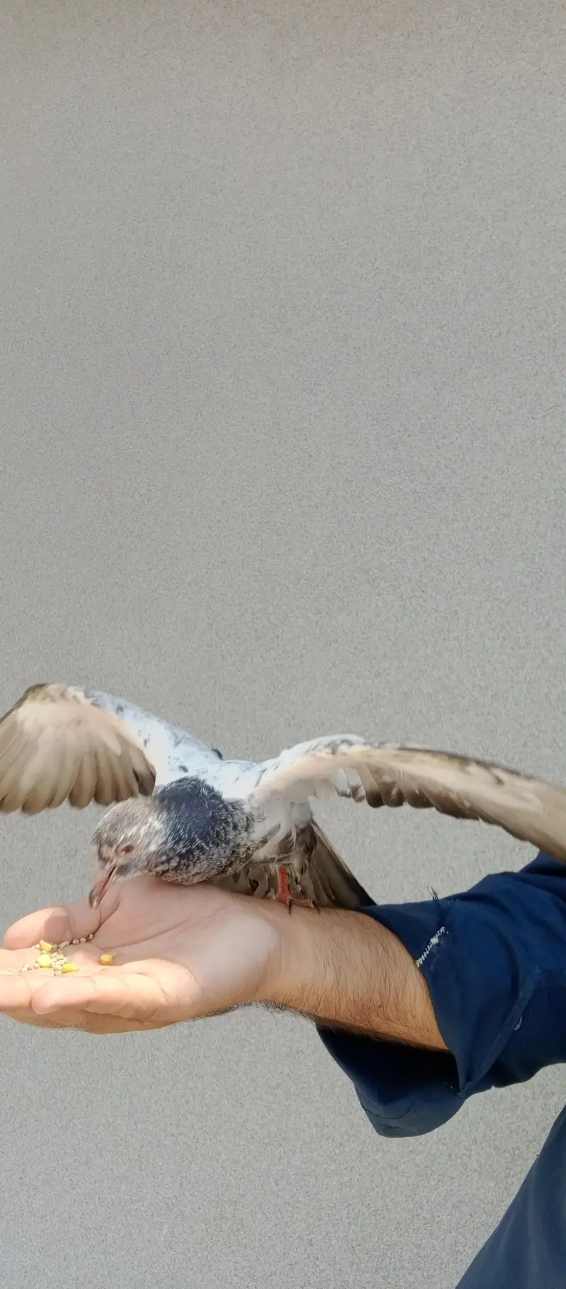 Hand tame pigeon — photo 3
