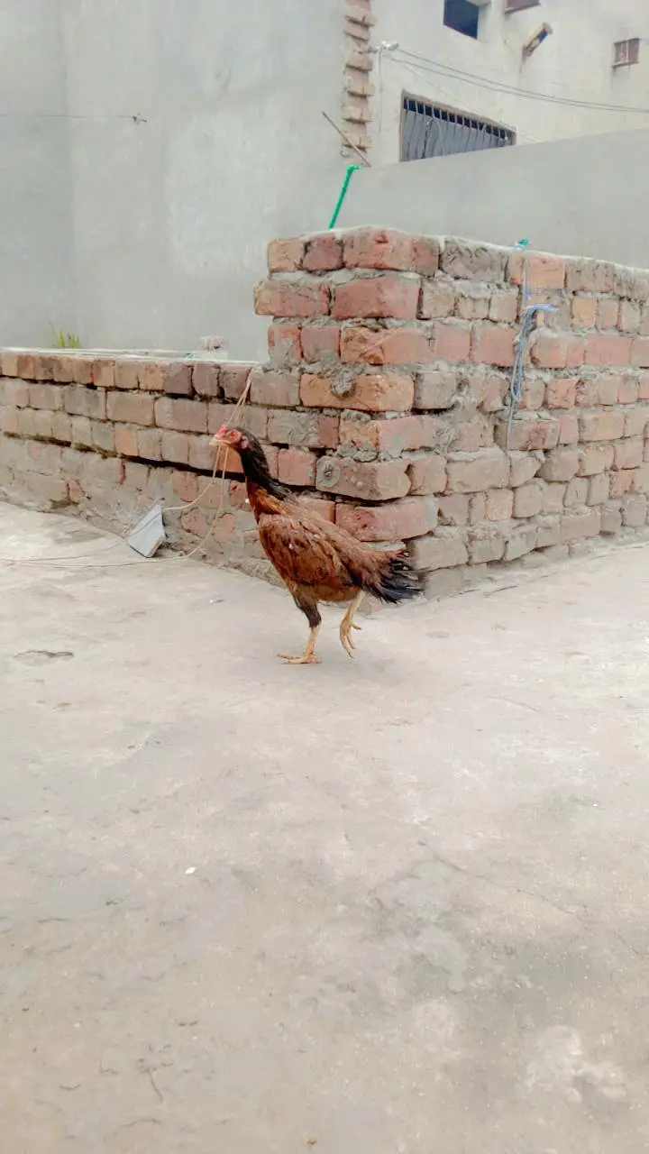 Aseel Mian Wali Murgi high quality — photo 2
