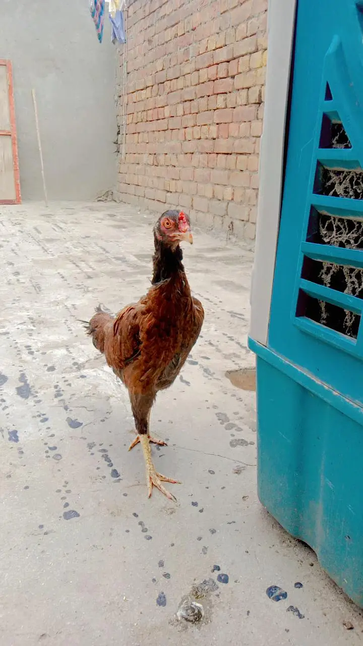 Aseel Mian Wali Murgi high quality — photo 3