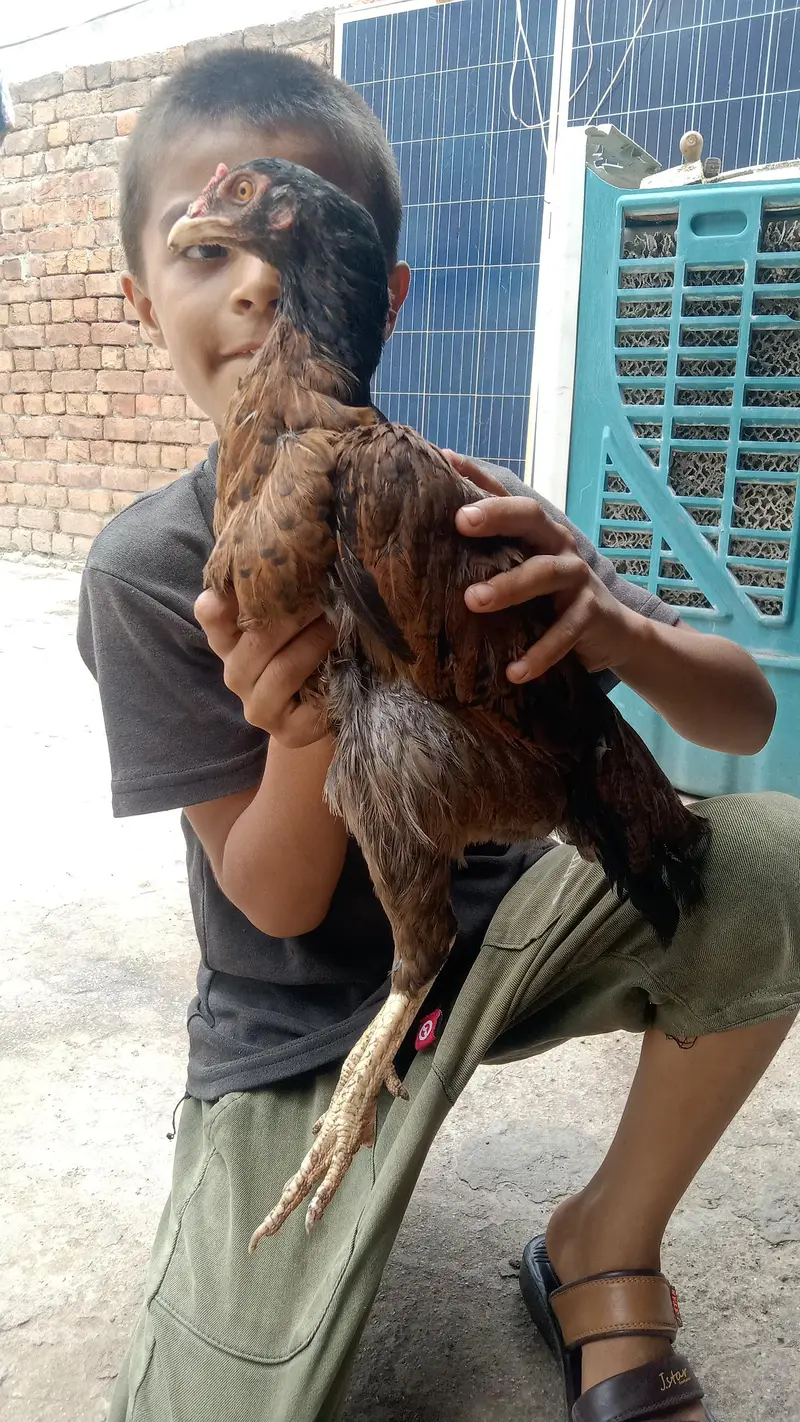 Aseel Mian Wali Murgi high quality — photo 5