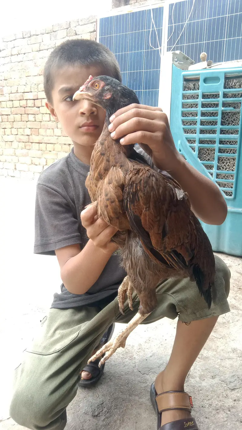 Aseel Mian Wali Murgi high quality — photo 6