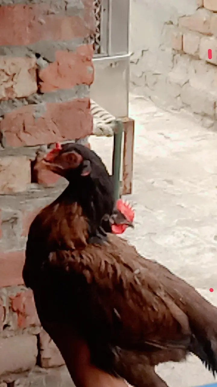 Aseel Mian Wali Murgi high quality — photo 7