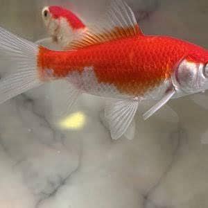 Shapankin & Gold Fish