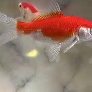 Shapankin & Gold Fish