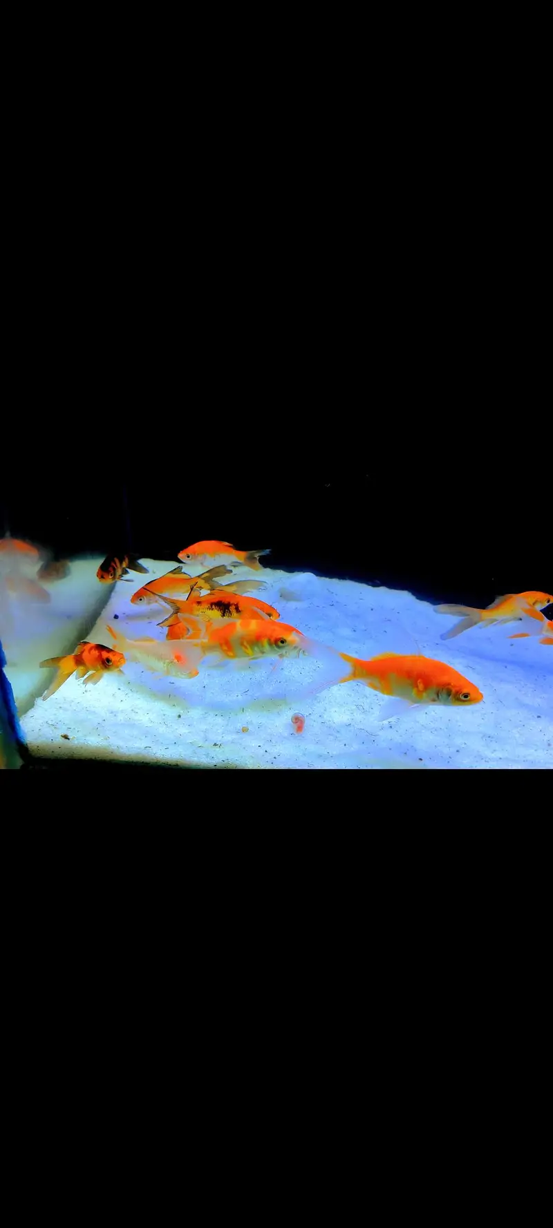 Shapankin & Gold Fish — photo 2