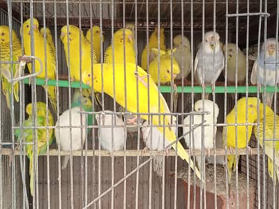 MIX BUDGIES VARIETY AVAILABLE