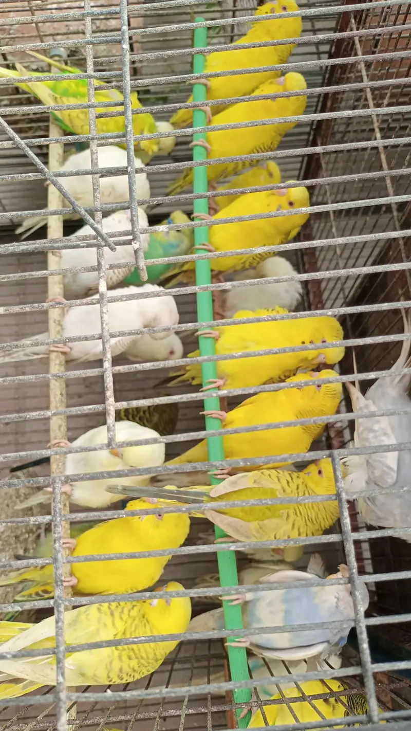 MIX BUDGIES VARIETY AVAILABLE — photo 2