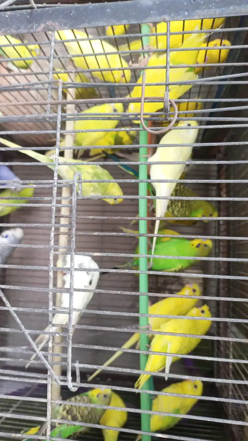 MIX BUDGIES VARIETY AVAILABLE — photo 3