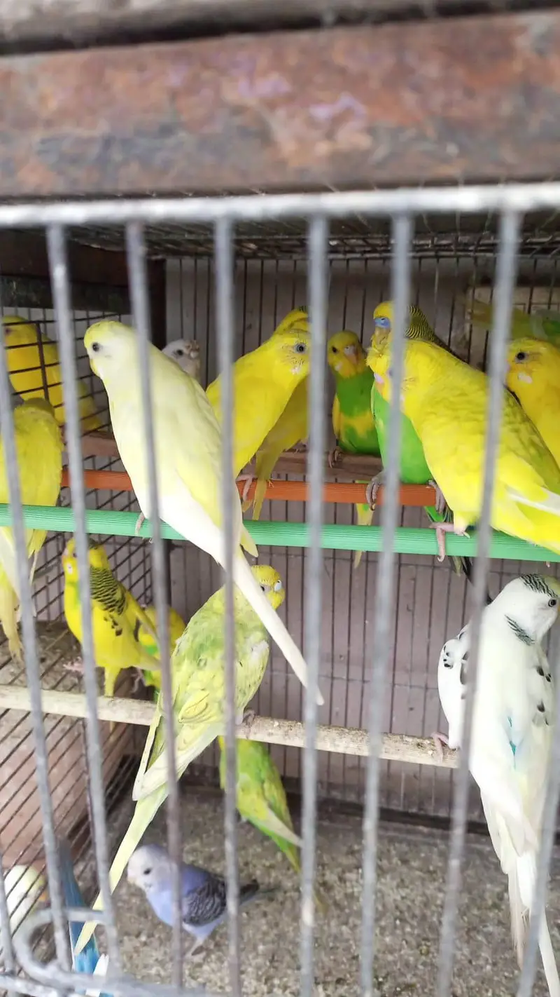 MIX BUDGIES VARIETY AVAILABLE — photo 4