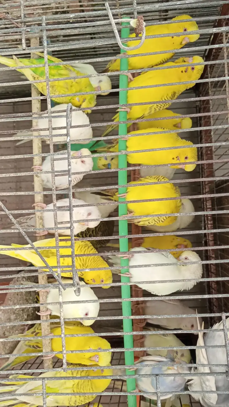 MIX BUDGIES VARIETY AVAILABLE — photo 5