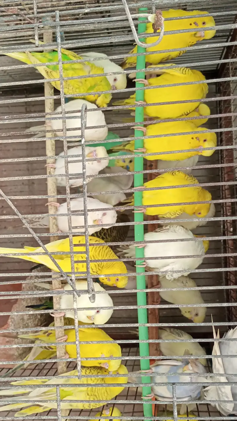 MIX BUDGIES VARIETY AVAILABLE — photo 6