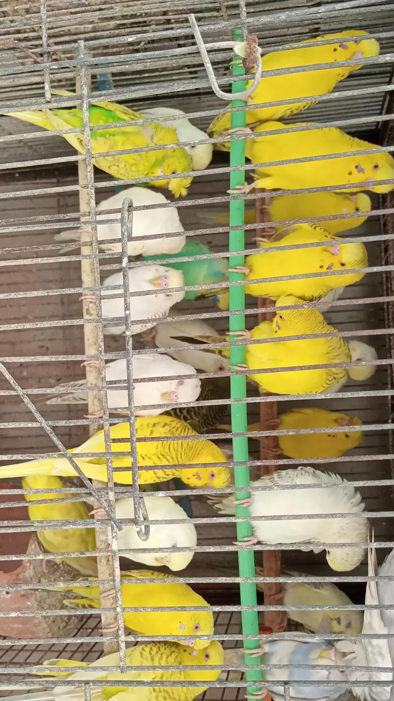 MIX BUDGIES VARIETY AVAILABLE — photo 7