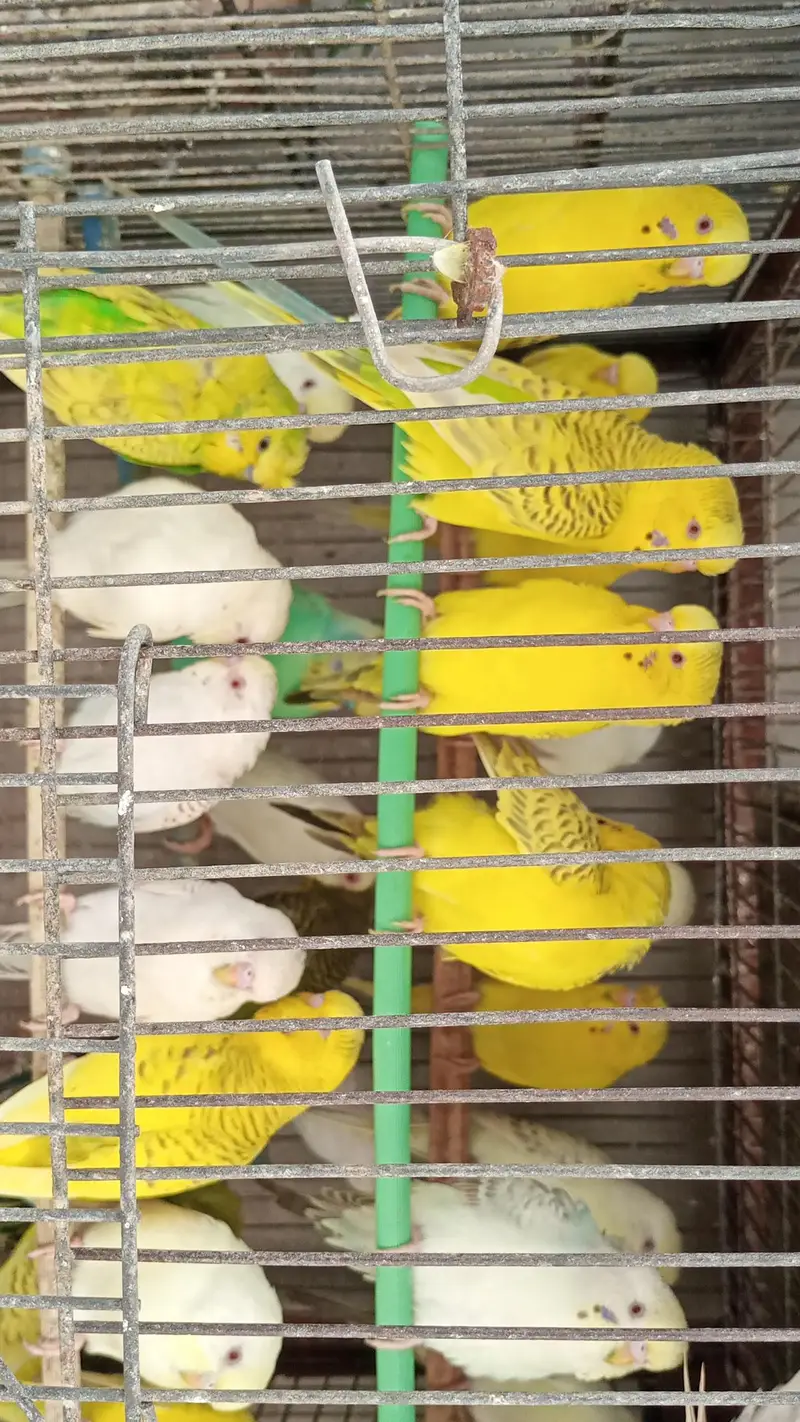 MIX BUDGIES VARIETY AVAILABLE — photo 8