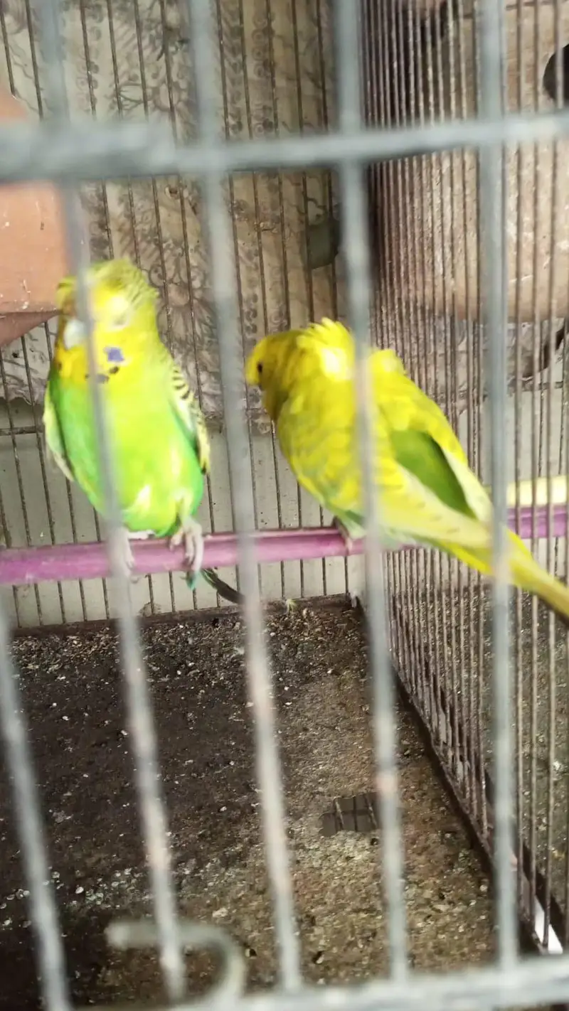 MIX BUDGIES VARIETY AVAILABLE — photo 9