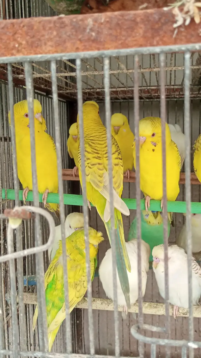 MIX BUDGIES VARIETY AVAILABLE — photo 10