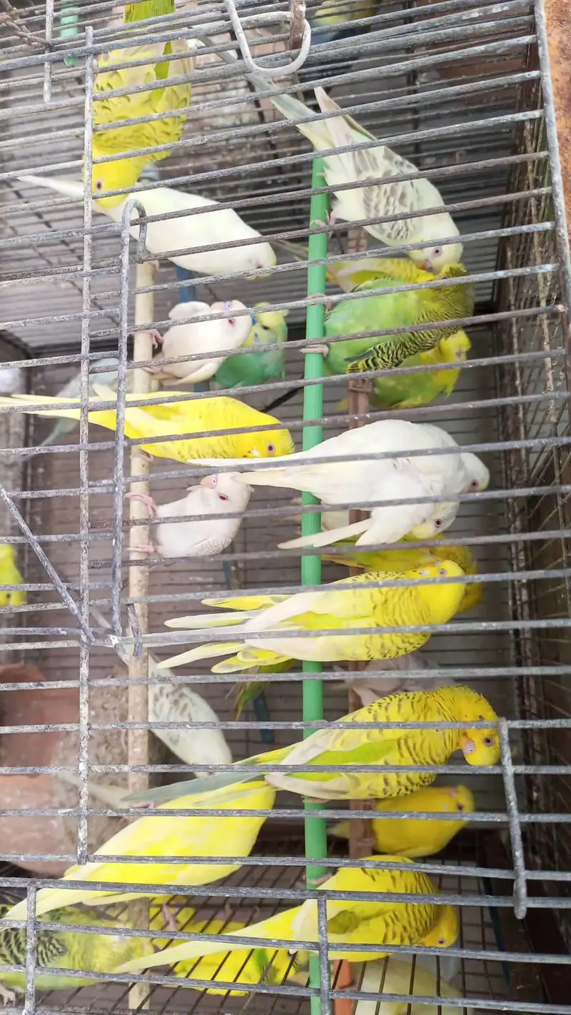 MIX BUDGIES VARIETY AVAILABLE — photo 11