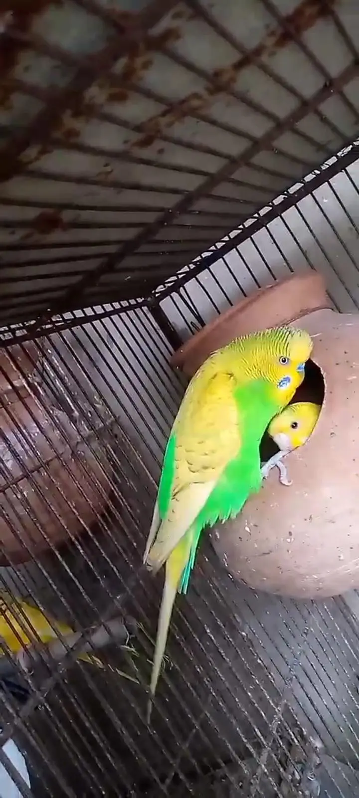 MIX BUDGIES VARIETY AVAILABLE — photo 12