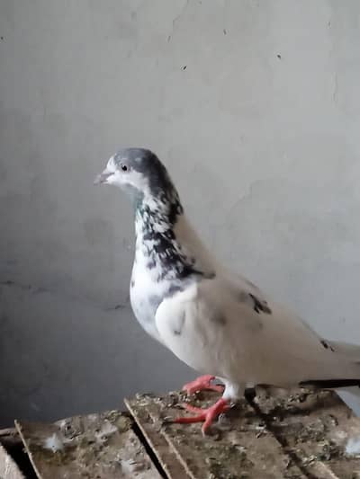 sialkoti female for sale