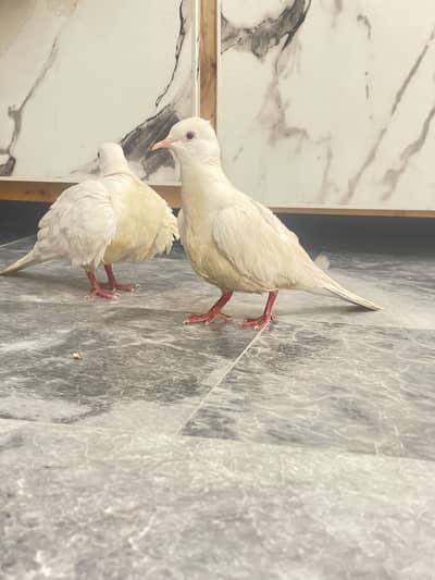 Breeder White khumry male bolta h healthy and active