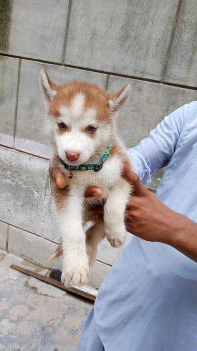  Pure Siberian Husky Puppies Available – Blue Eyes 