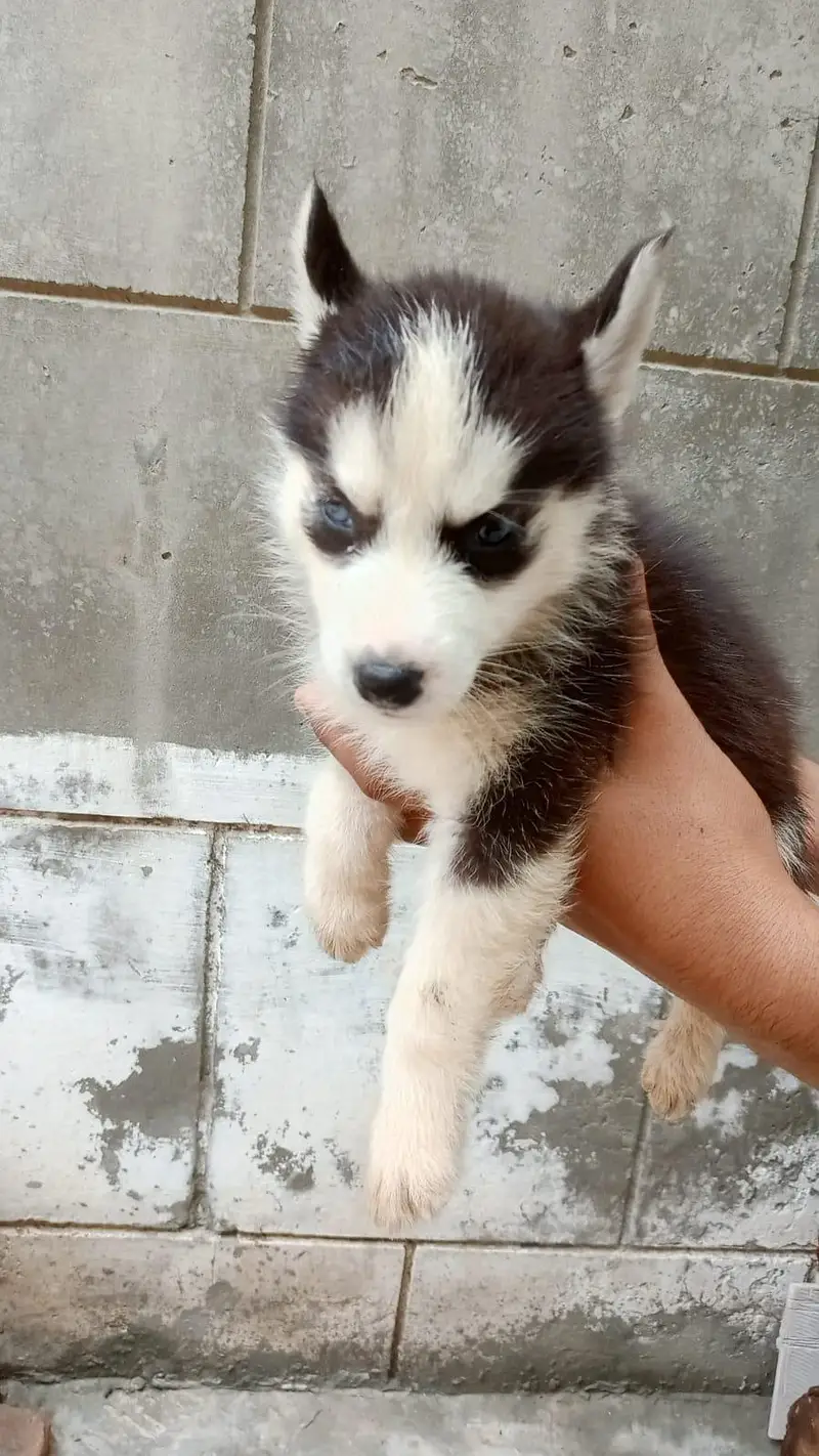  Pure Siberian Husky Puppies Available – Blue Eyes  — photo 2
