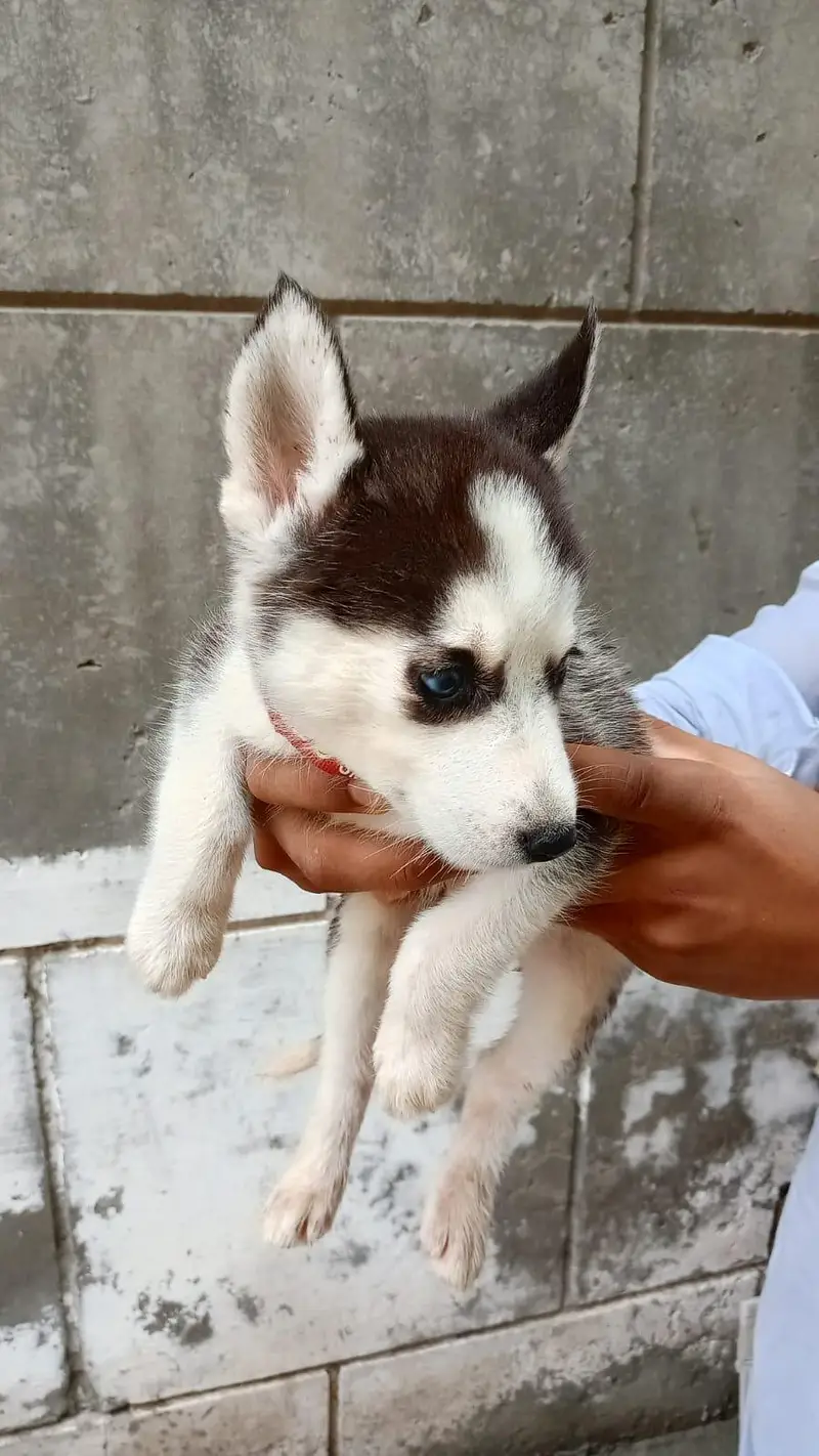  Pure Siberian Husky Puppies Available – Blue Eyes  — photo 3