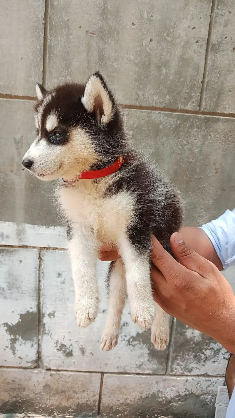  Pure Siberian Husky Puppies Available – Blue Eyes  — photo 5