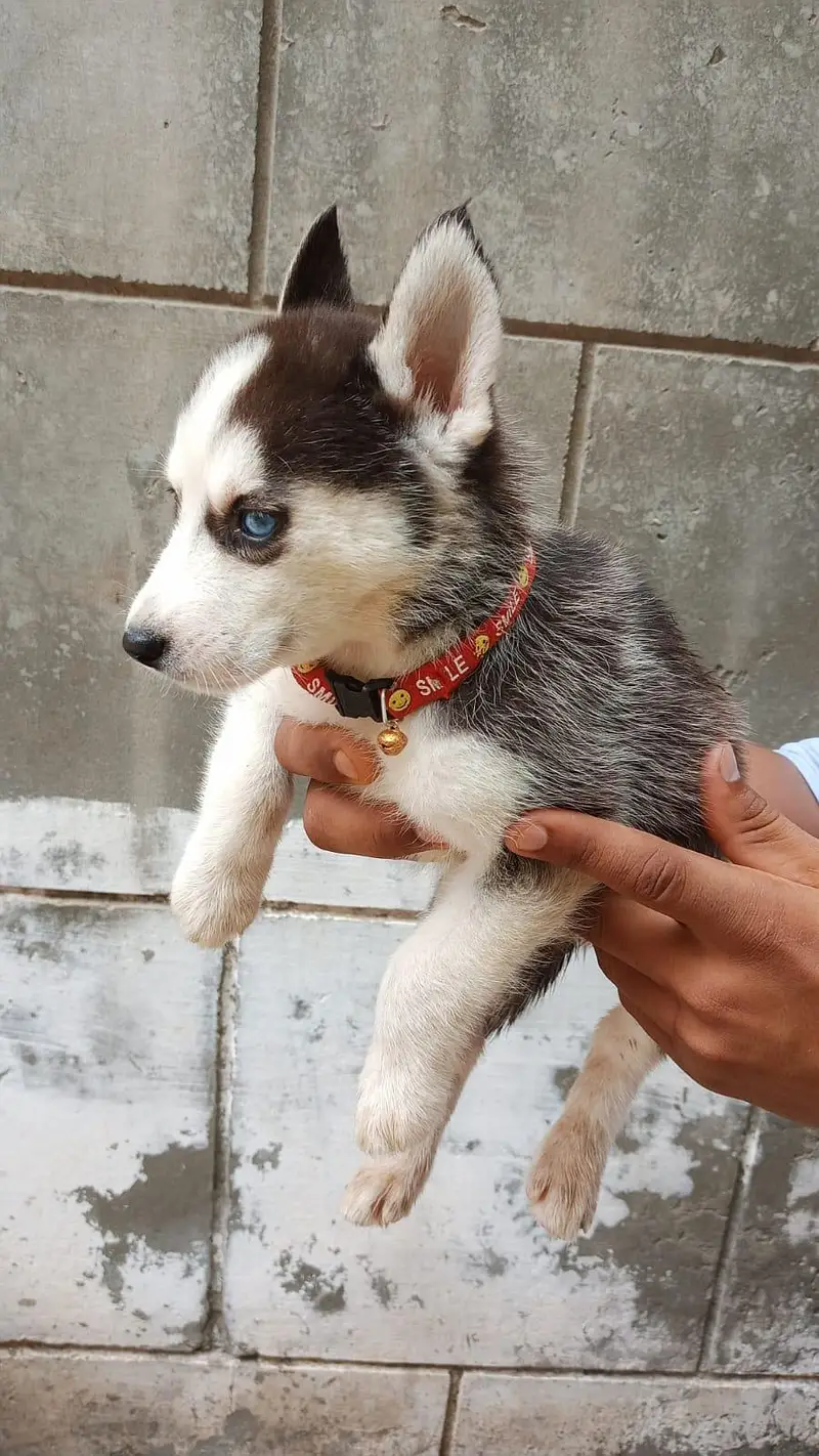  Pure Siberian Husky Puppies Available – Blue Eyes  — photo 6
