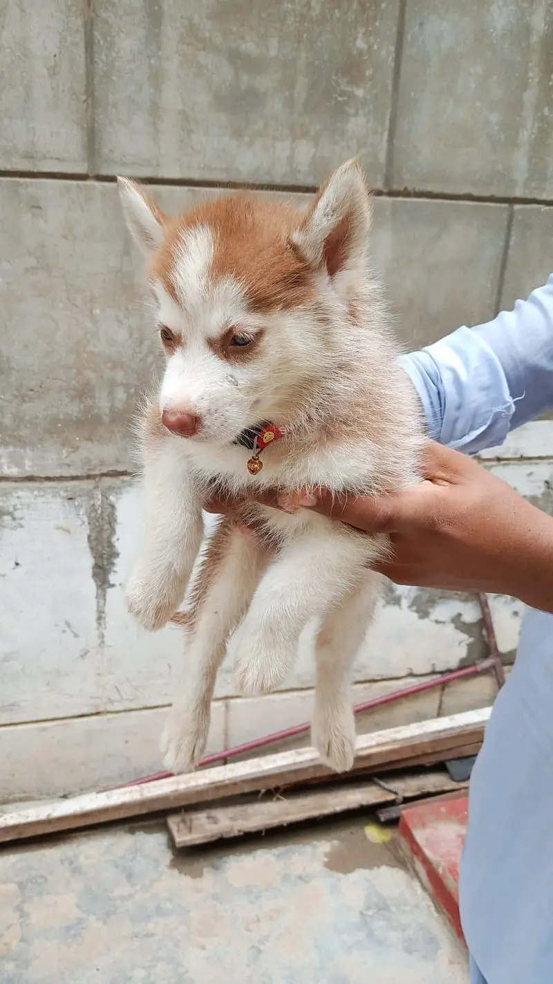  Pure Siberian Husky Puppies Available – Blue Eyes  — photo 7