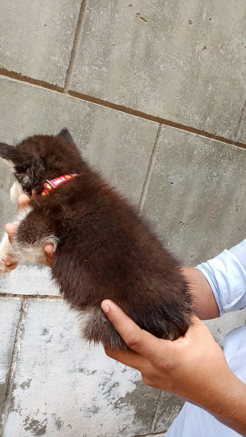  Pure Siberian Husky Puppies Available – Blue Eyes  — photo 8