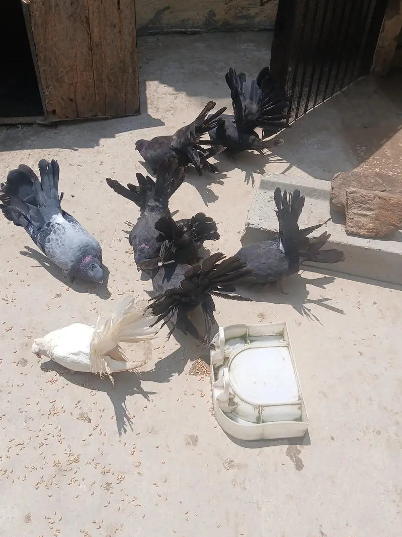 lkay kboter — photo 2