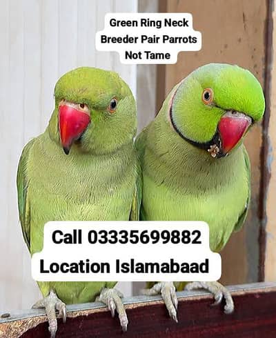 Male 7500 or Female 5,500 Green Ring Neck Breeder Pair Parrot's