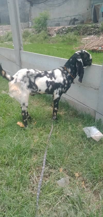 desi Bakra for sale