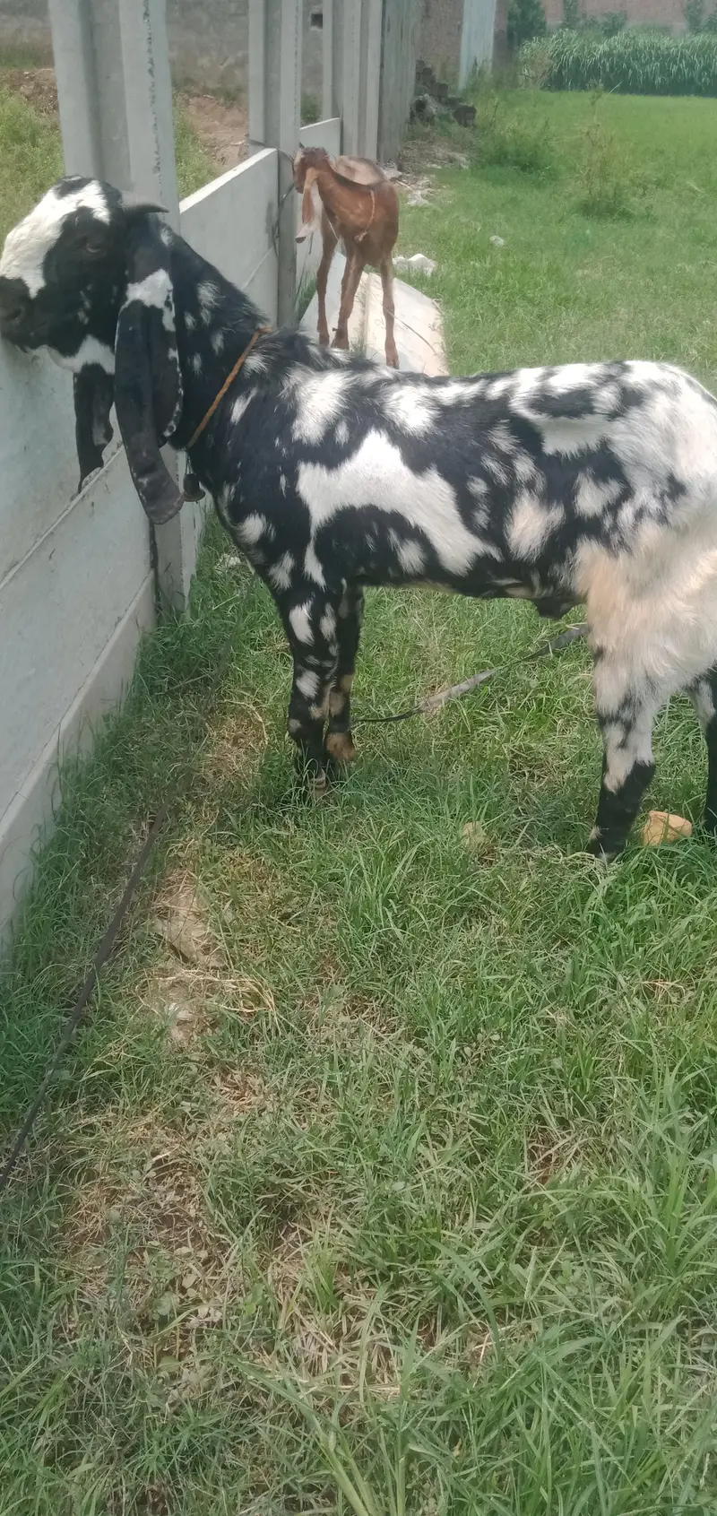 desi Bakra for sale — photo 2