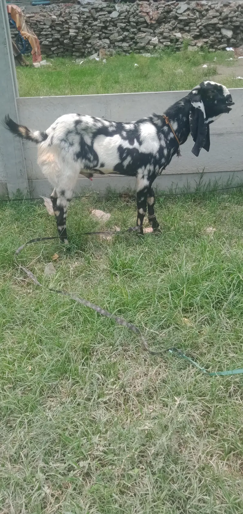 desi Bakra for sale — photo 3