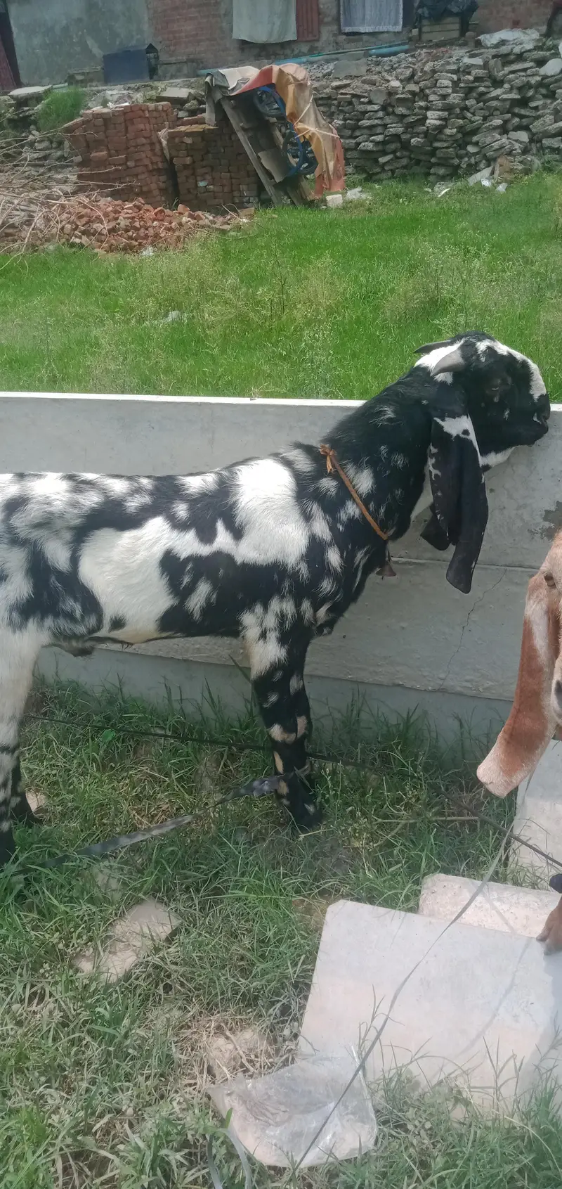 desi Bakra for sale — photo 4