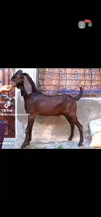 nagra Bakra 2dant 5maheenay ka black Bakra nagri female