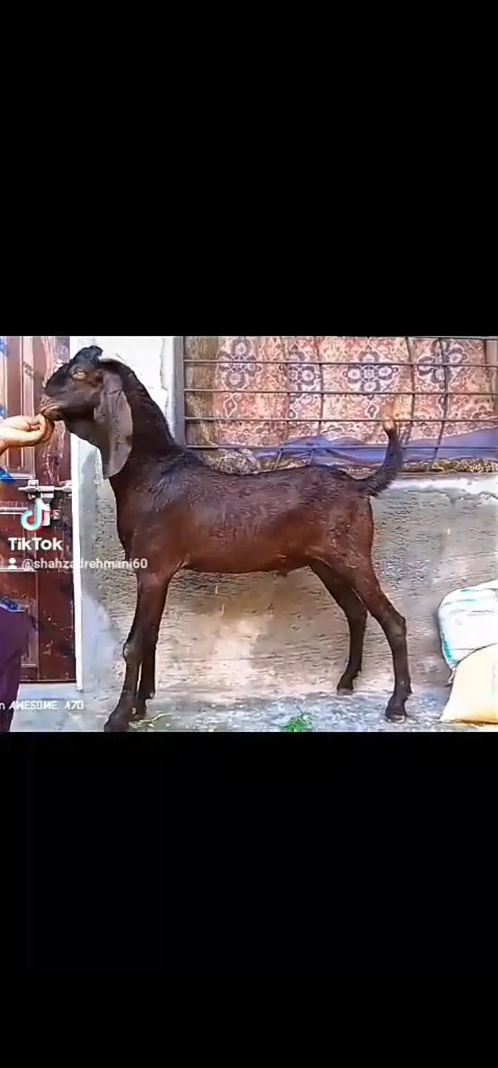 nagra Bakra 2dant 5maheenay ka black Bakra nagri female — photo 2