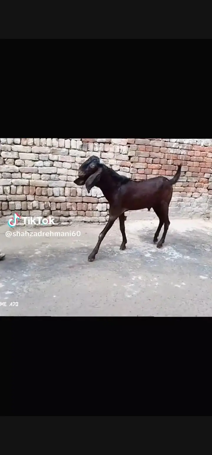 nagra Bakra 2dant 5maheenay ka black Bakra nagri female — photo 3