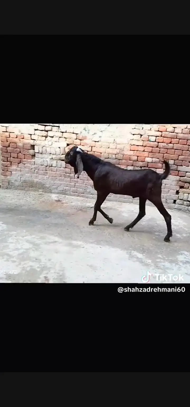 nagra Bakra 2dant 5maheenay ka black Bakra nagri female — photo 4