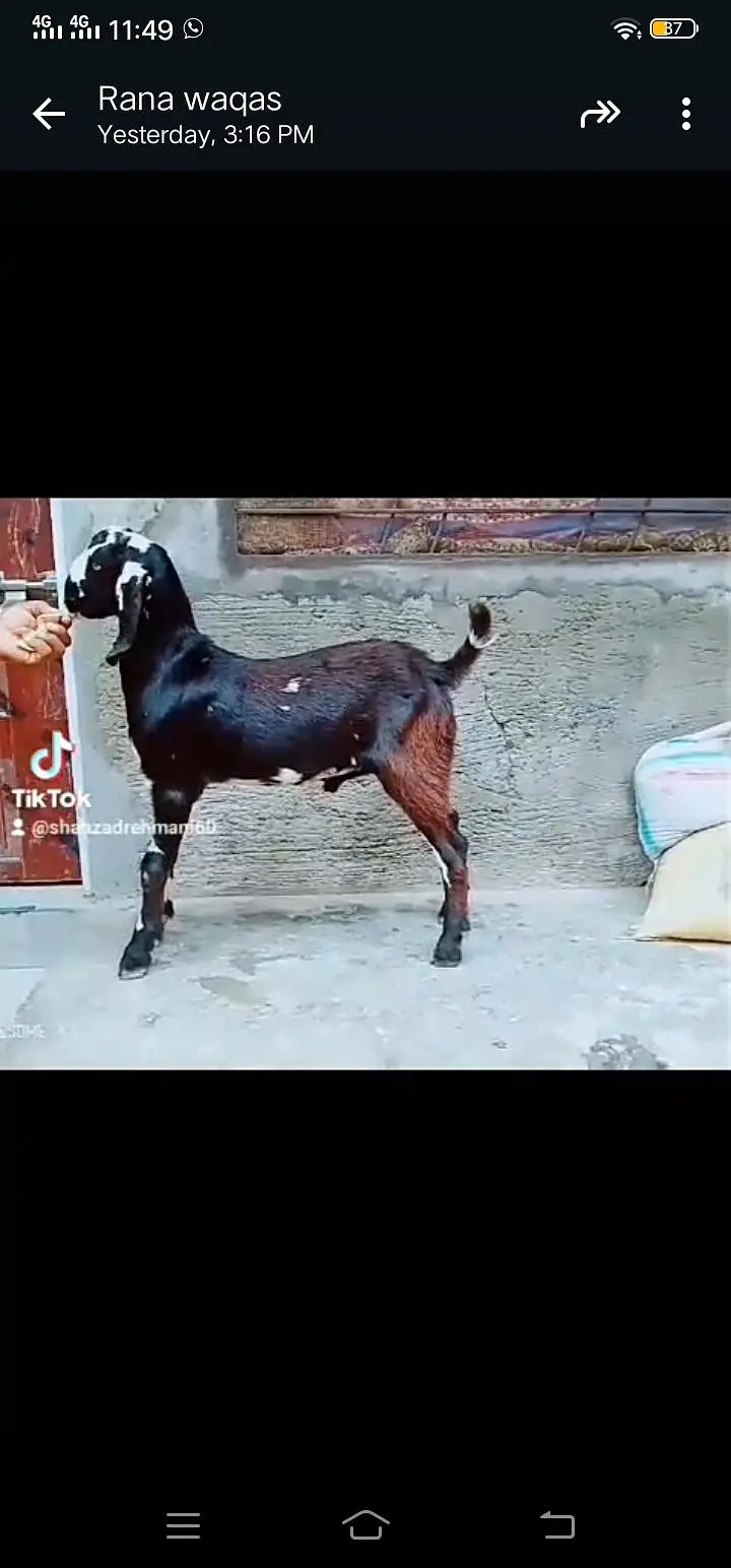 nagra Bakra 2dant 5maheenay ka black Bakra nagri female — photo 5