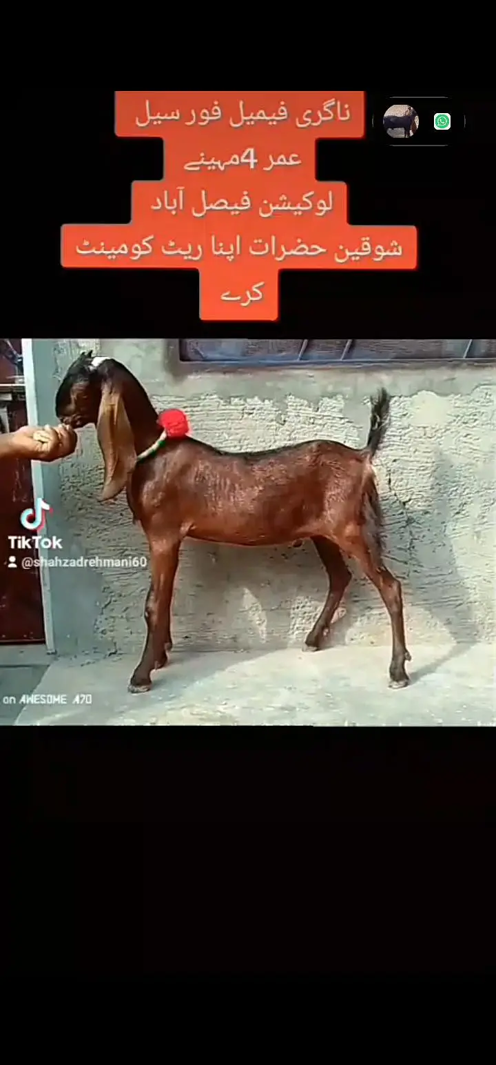 nagra Bakra 2dant 5maheenay ka black Bakra nagri female — photo 7