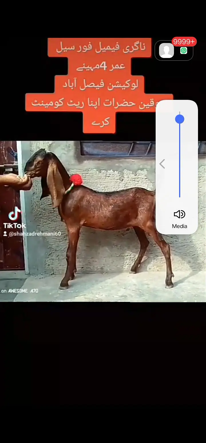 nagra Bakra 2dant 5maheenay ka black Bakra nagri female — photo 8