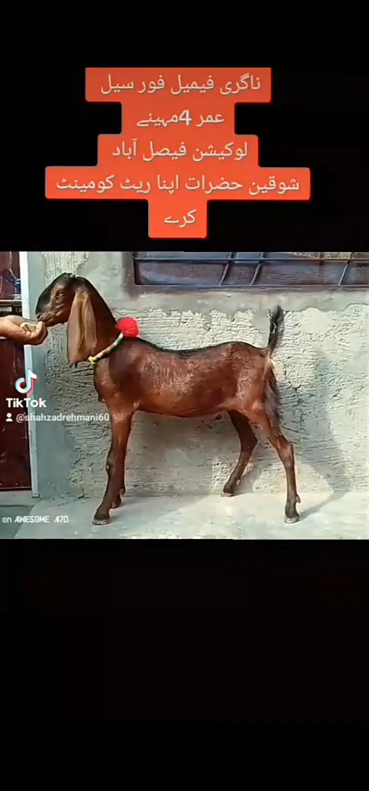 nagra Bakra 2dant 5maheenay ka black Bakra nagri female — photo 9
