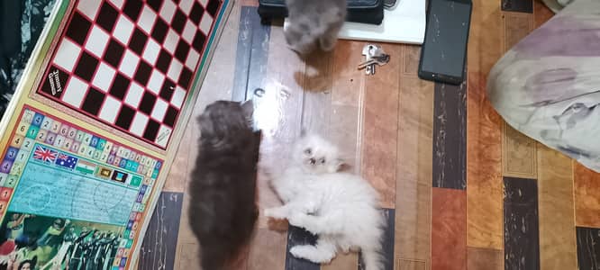 Pure Persian kitten