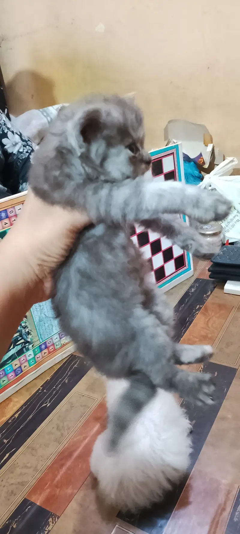 Pure Persian kitten — photo 2