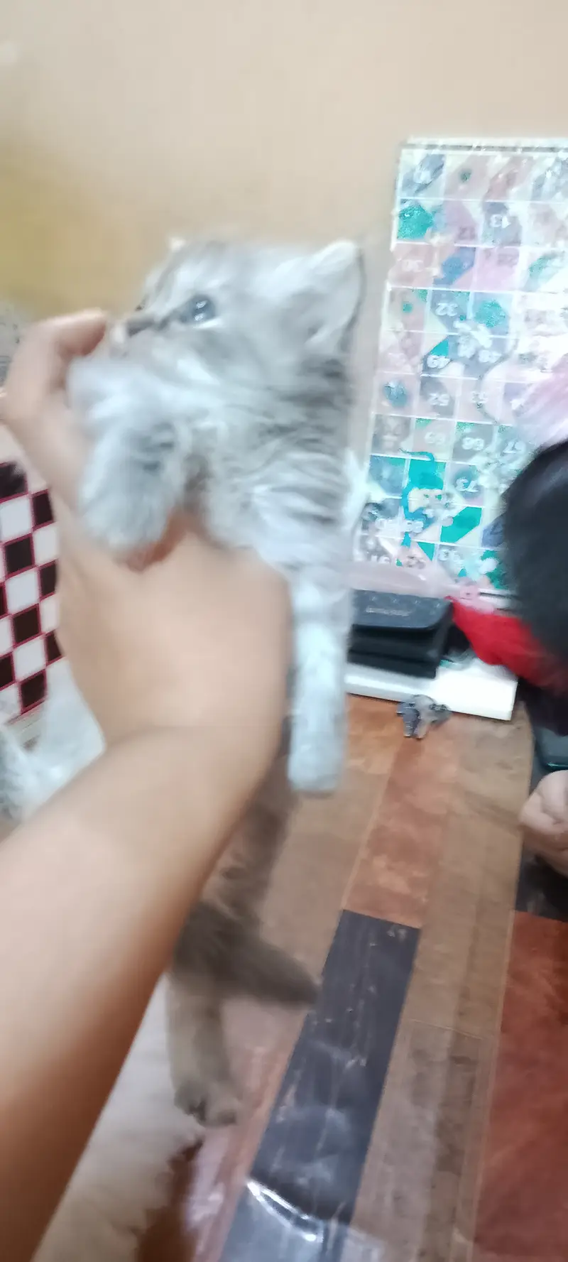Pure Persian kitten — photo 3